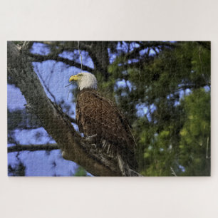 Mature Bald Eagle Jigsaw Puzzle