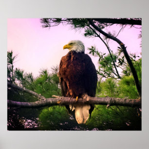 Mature Bald Eagle perched in Evergreen Tree Poster