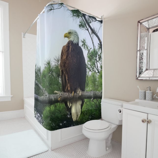 Mature Bald Eagle perched in Evergreen Tree Shower Curtain (In Situ)