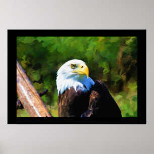 Mature Bald Eagle Wildlife Painting Poster