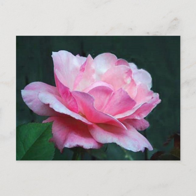 mature beauty postcard (Front)