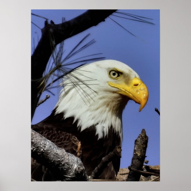 Mature Male Bald Eagle Close Up Head Shot  Poster (Front)