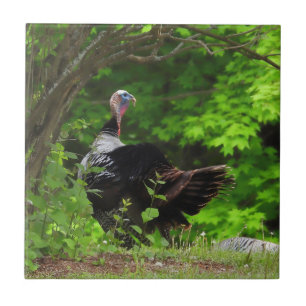 Mature Male Wild Turkey  Ceramic Tile