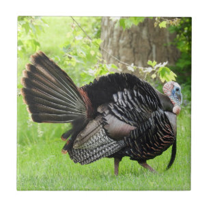 Mature Male Wild Turkey Displaying Feathers Ceramic Tile