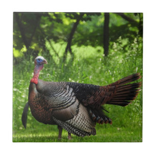 Mature Male Wild Turkey Displaying Feathers Ceramic Tile