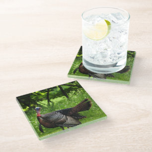 Mature Male Wild Turkey Displaying Feathers  Glass Coaster