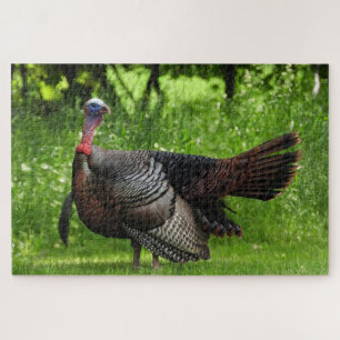 Mature Male Wild Turkey Displaying Feathers Jigsaw Puzzle