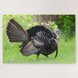 Mature Male Wild Turkey Displaying Feathers Jigsaw Puzzle