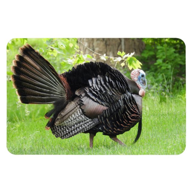 Mature Male Wild Turkey Displaying Feathers  Magnet (Horizontal)