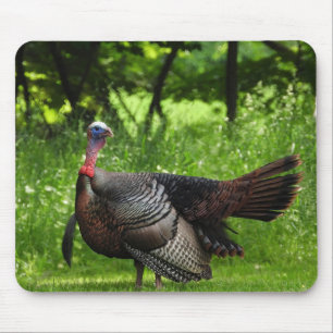 Mature Male Wild Turkey Displaying Feathers Mouse Pad