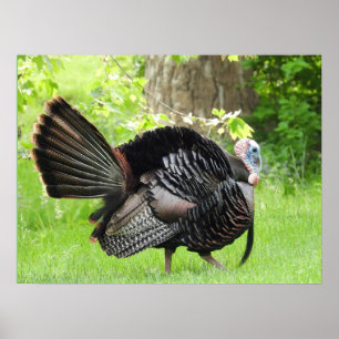 Mature Male Wild Turkey Displaying Feathers Poster