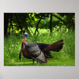 Mature Male Wild Turkey Displaying Feathers Poster