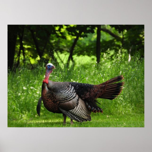 Mature Male Wild Turkey Displaying Feathers  Poster (Front)