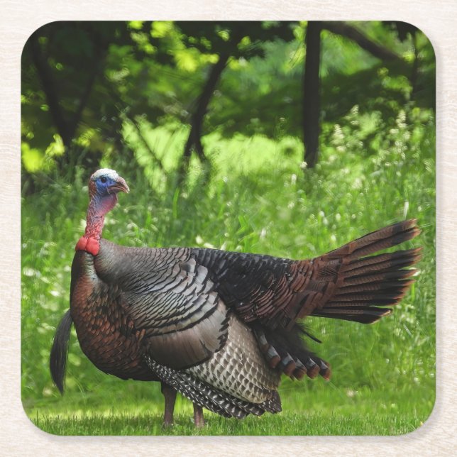 Mature Male Wild Turkey Displaying Feathers Square Paper Coaster (Front)