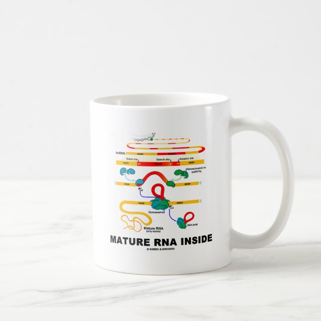 Mature RNA Inside Coffee Mug (Right)