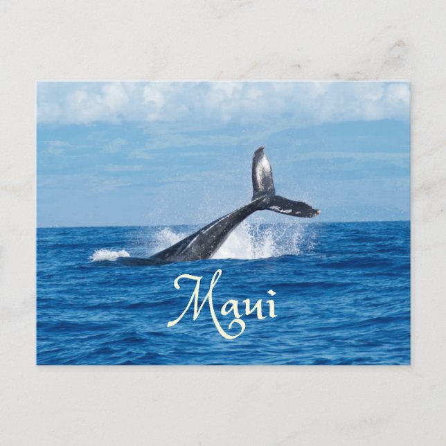 Maui Hawaii Ocean Whale Tail Postcard (Front)