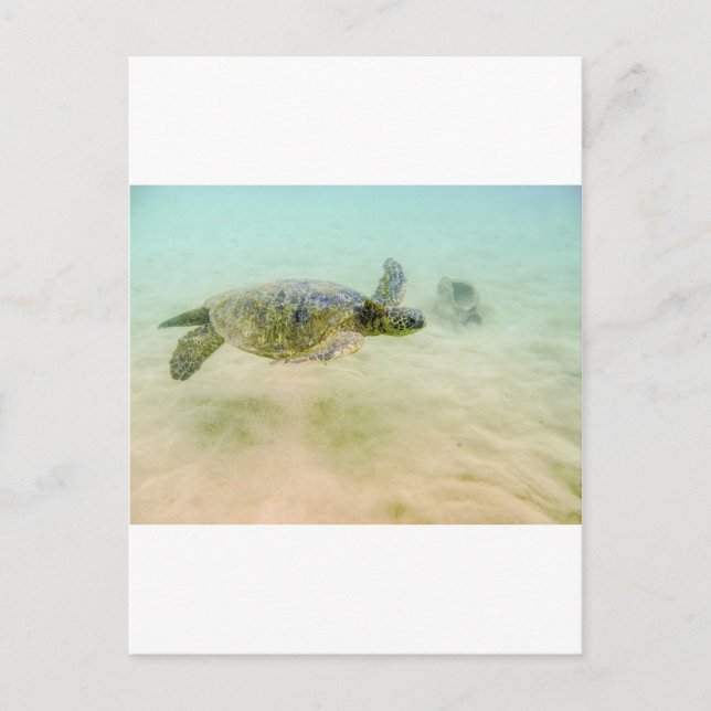 Maui Hi Beach Turtle 2014 Postcard (Front)