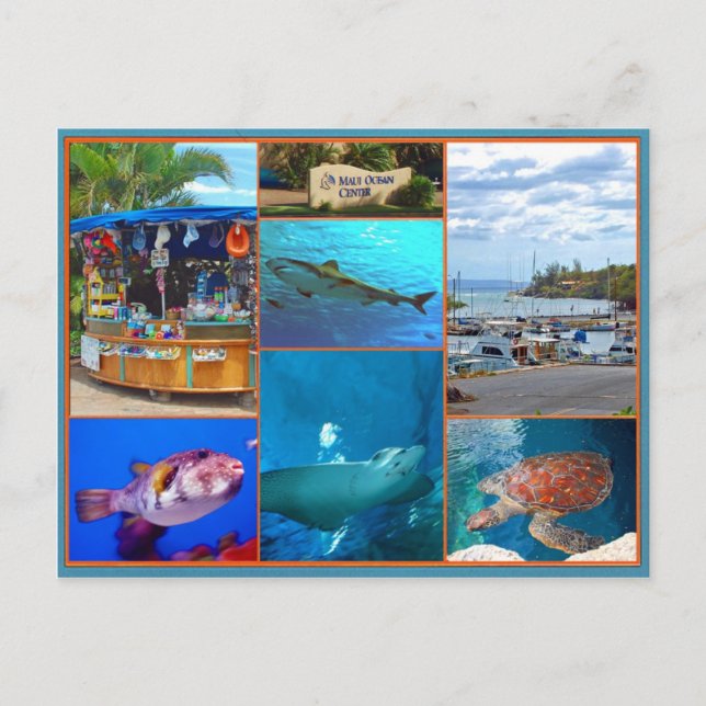 Maui Ocean Centre Postcard (Front)