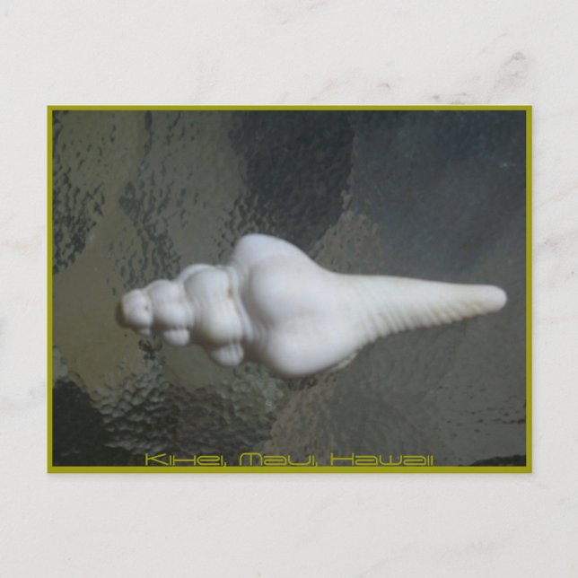 Maui Spindle Shell, Postcard (Front)