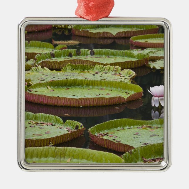 Mauritius, Pamplemousses, SSR Botanical Metal Tree Decoration (Front)