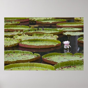 Mauritius, Pamplemousses, SSR Botanical Poster