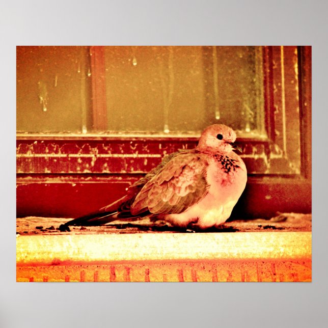 Mauve Dove Poster (Front)