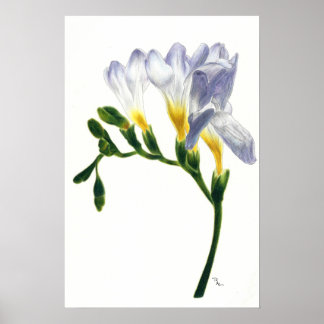 Mauve Freesias Print