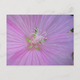 Mauve musquée (2) postcard