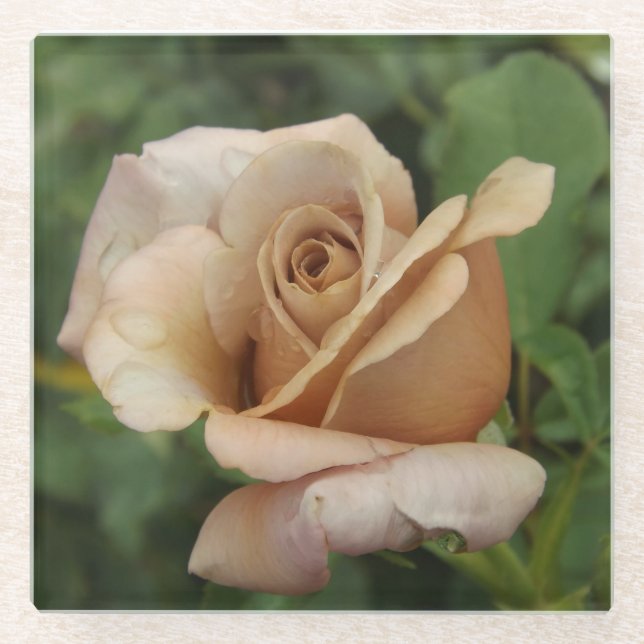 Mauve Rose Glass Coaster (Front)