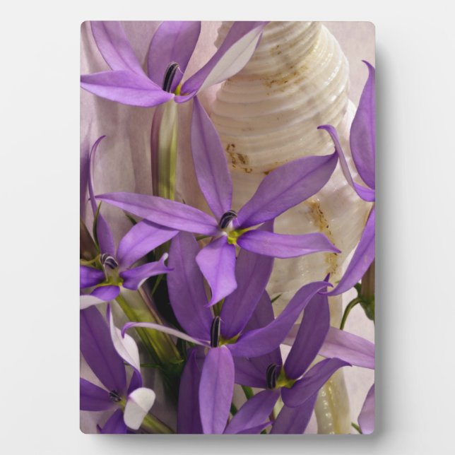 Mauve Starshine  Laurentia Plaque (Front)