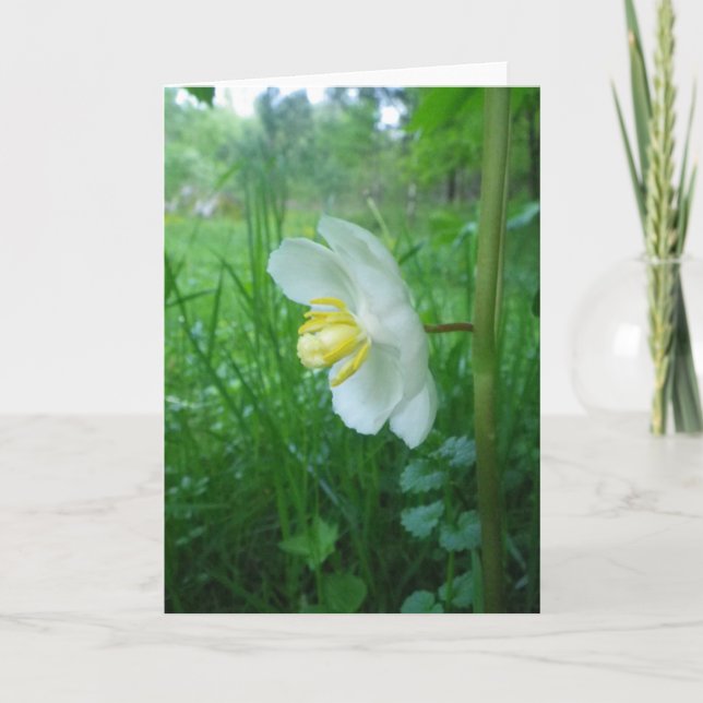 May Apple Blossom Card (Front)