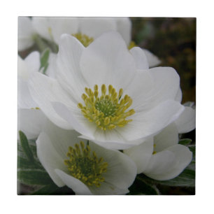 May Flower, Anemone narcissiflora Ceramic Tile