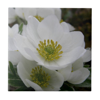 May Flower, Anemone narcissiflora Ceramic Tile