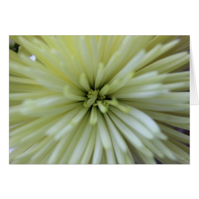 May Flowers #2 (Front Horizontal)