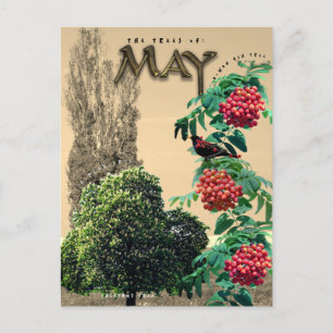 May Month Trees Chestnut Rowan Ash, Poplar 2 Postcard