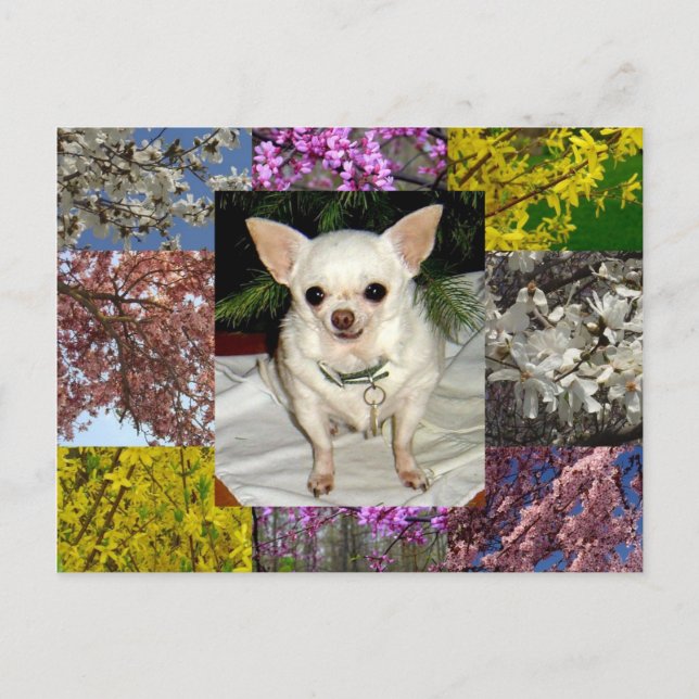 Maya Postcard (Front)