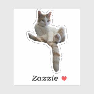 Maybe You Should Cover That Up? Cat