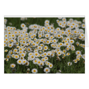 Mayday daisies