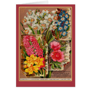 Mayflower Seed Packet Vintage Illustration