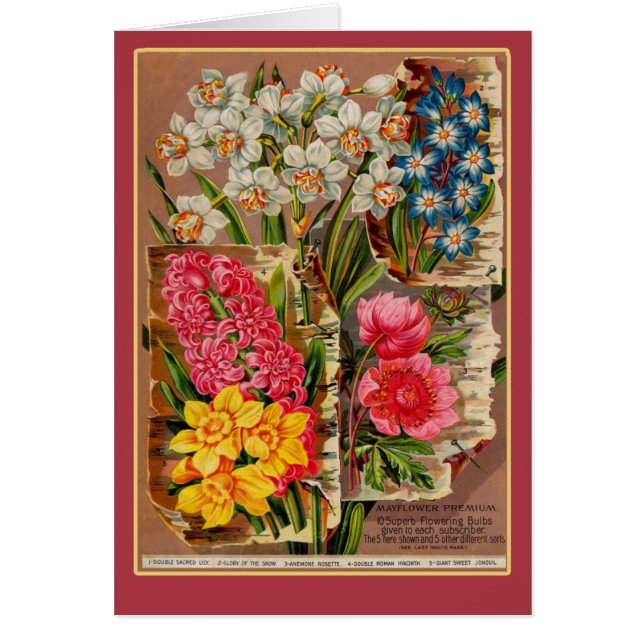 Mayflower Seed Packet Vintage Illustration (Front)