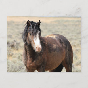 McCullough Peaks Wild Horses Postcard