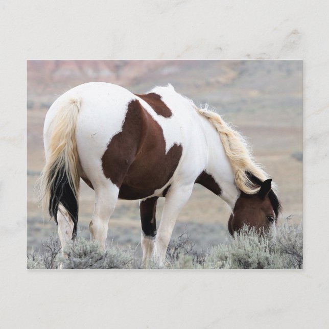McCullough Peaks Wild Horses Postcard (Front)