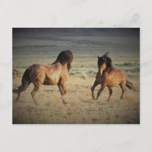 McCullough Peaks Wild Horses Postcard