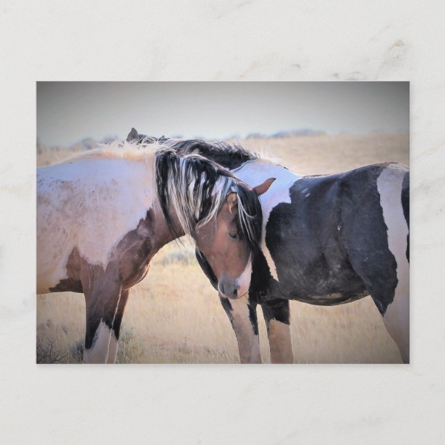 McCullough Peaks Wild Horses Postcard (Front)