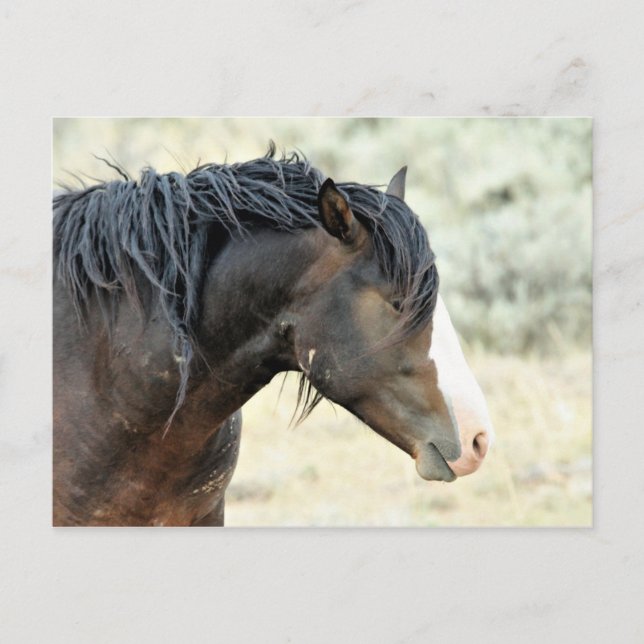 McCullough Peaks Wild Horses Postcard (Front)