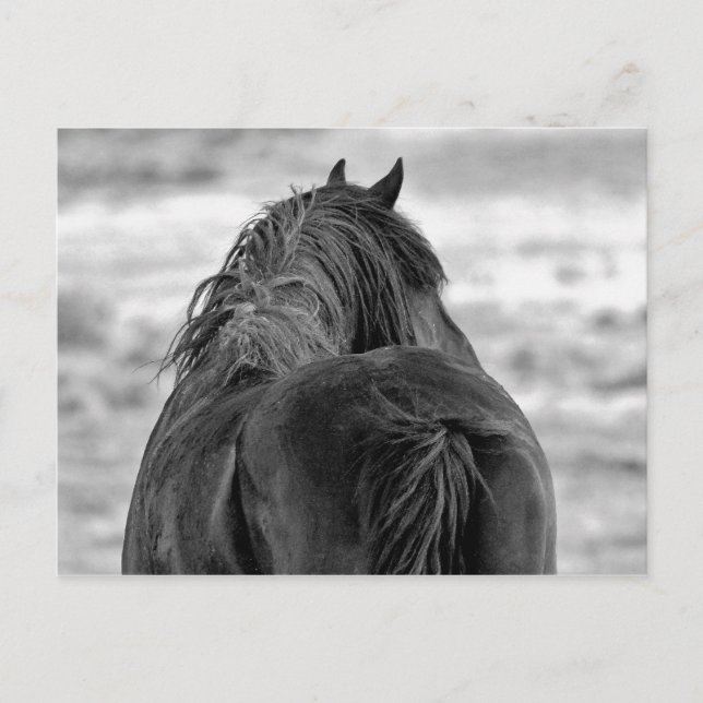 McCullough Peaks Wild Horses Postcard (Front)