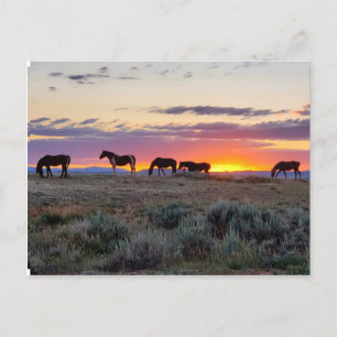McCullough Peaks Wild Horses Postcard