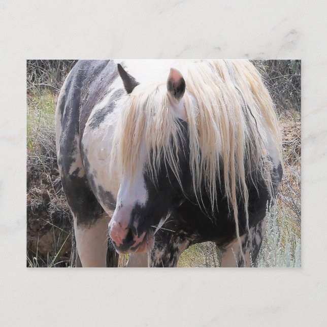 McCullough Peaks Wild Horses Postcard (Front)