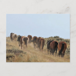 McCullough Peaks Wild Horses Postcard