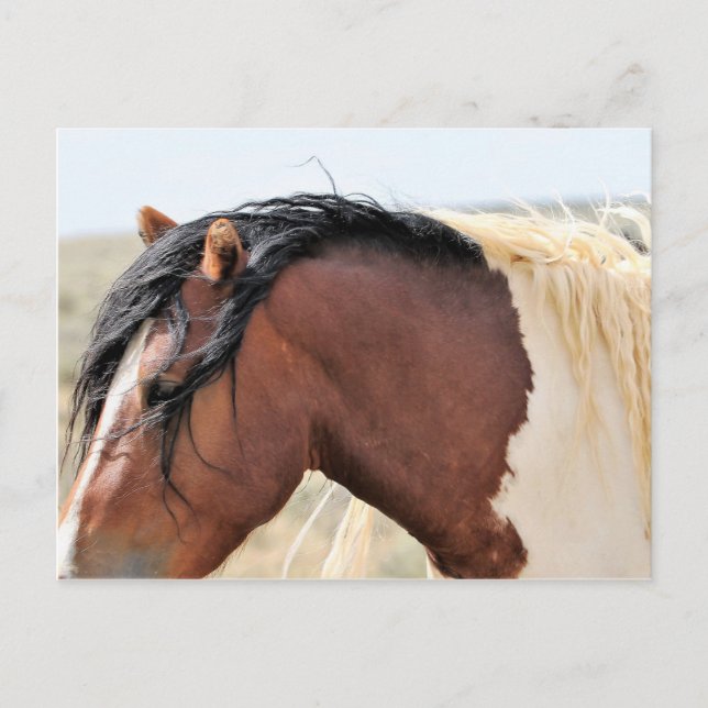 McCullough Peaks Wild Horses Postcard (Front)